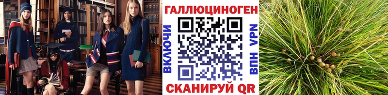 где купить наркотик  Дивногорск  Псилоцибиновые грибы мухоморы 